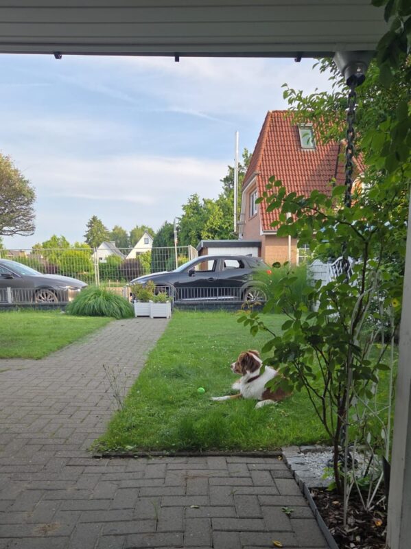 Vorgarten mit Rasen von Casa Dienstleistungen, Hund liegt mit Ball auf dem Gras.